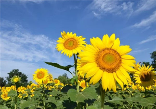 Floriculture