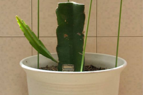 Pitaya