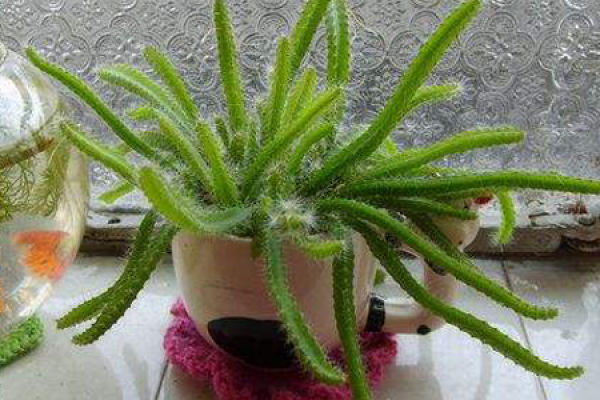 Pitaya