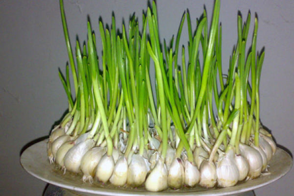 garlic