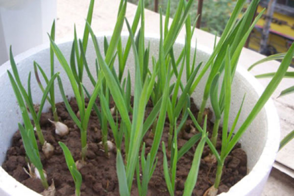 Garlic