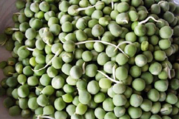 pea seedlings