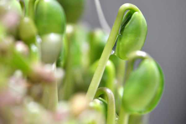 pea seedlings