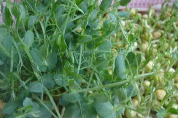 Pea sprout