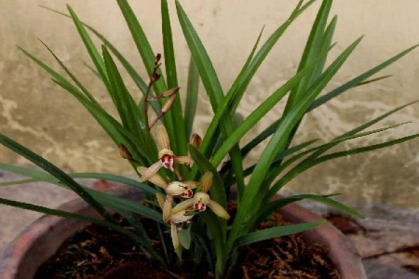 orchid