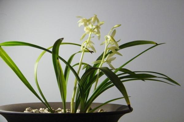 orchid