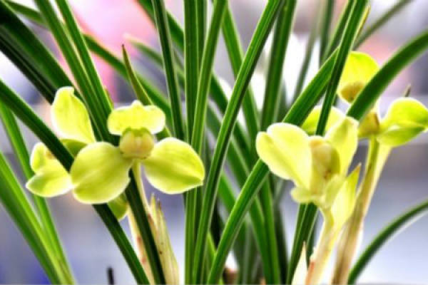 Orchid
