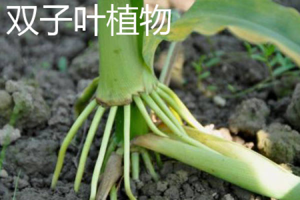 Dicotyledon