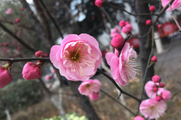 Plum blossom