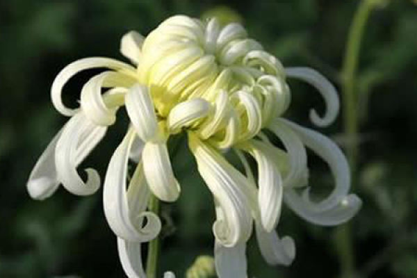 Chrysanthemum