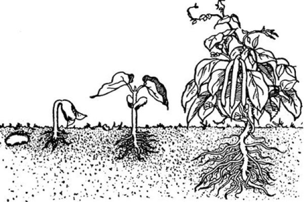 Plant