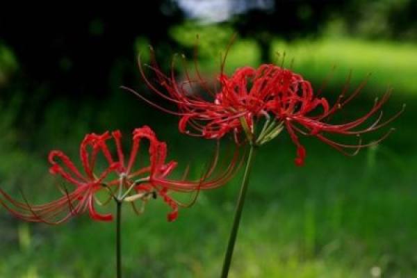 the other shore flower