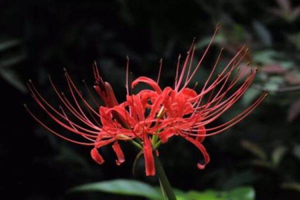 the other shore flower
