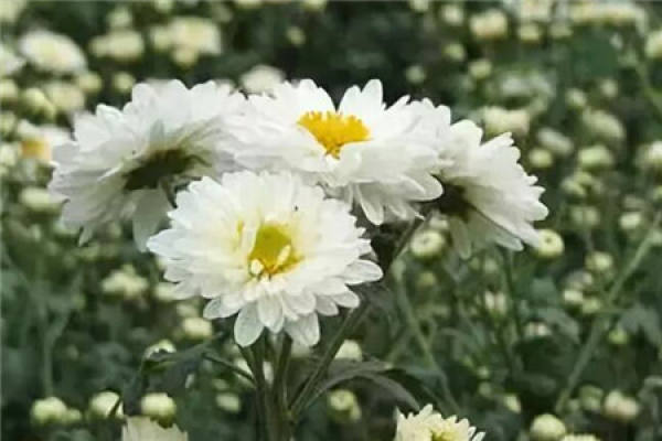 longevity flower