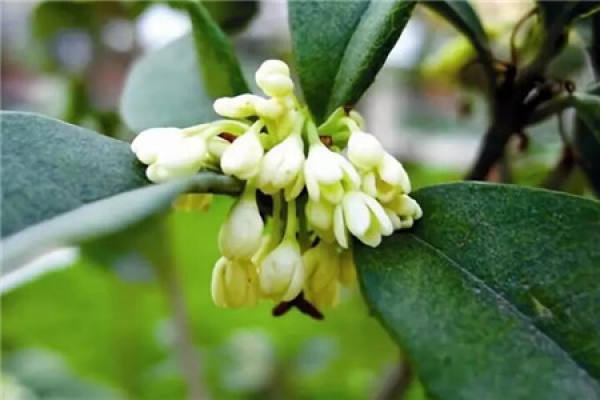 Sweet-scented osmanthus