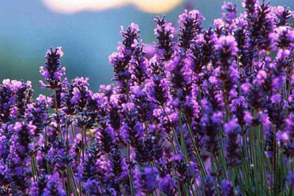 Lavender