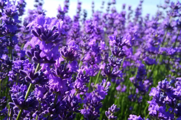 Lavender