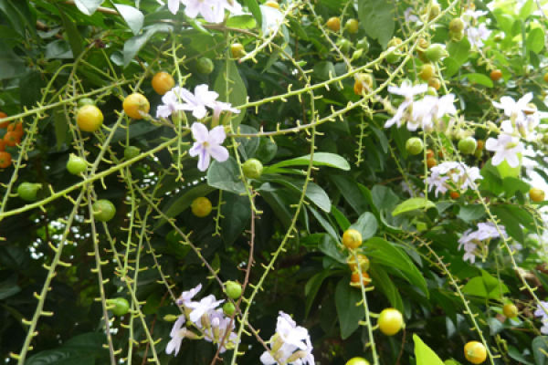 Flower