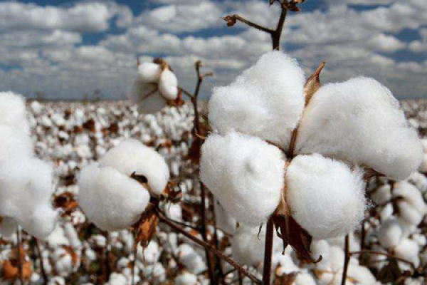 What is the flower language of cotton - The Plant Aide