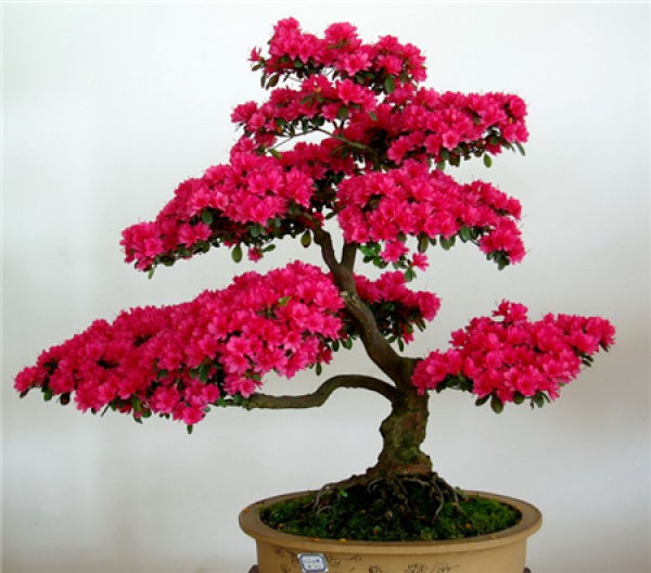 azalea