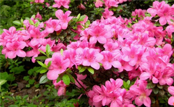 Rhododendron