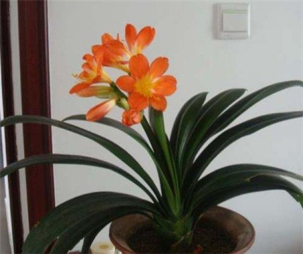 grow a pot of Clivia at home, flowering augurs well! Is your Clivia in