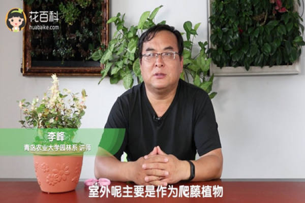 Outdoor as a climbing plant