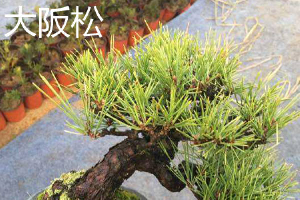 osaka pine leaf