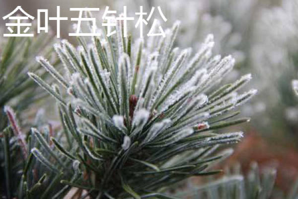 The Bud Point of Five-Needle Pine with Golden Leaf