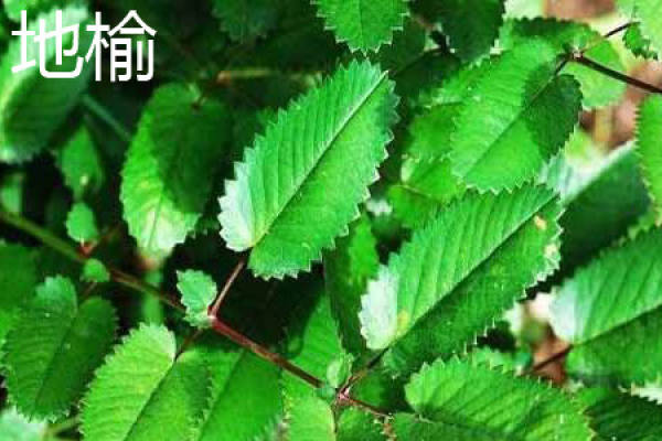 Radix officinalis