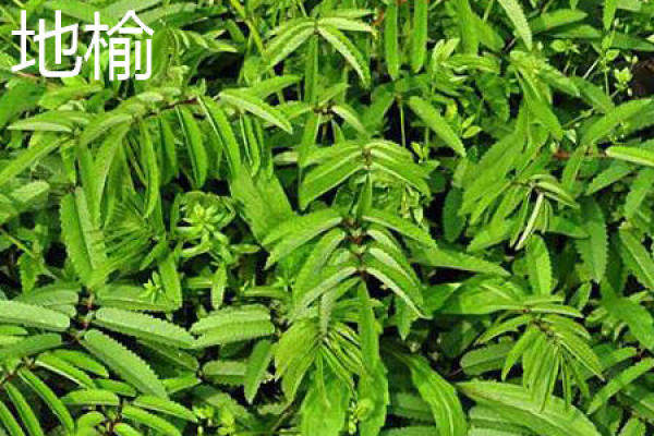 Radix officinalis