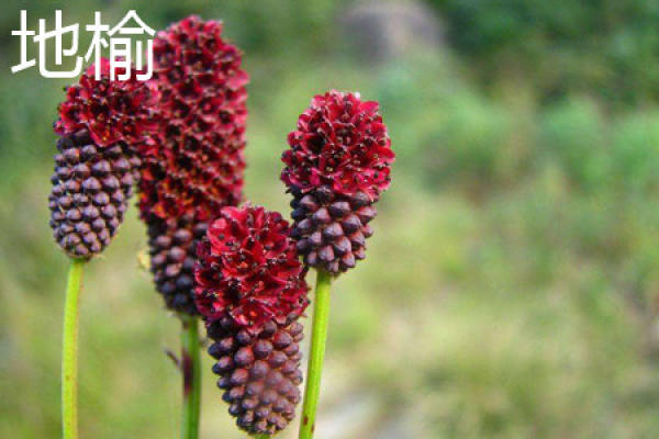 Radix officinalis