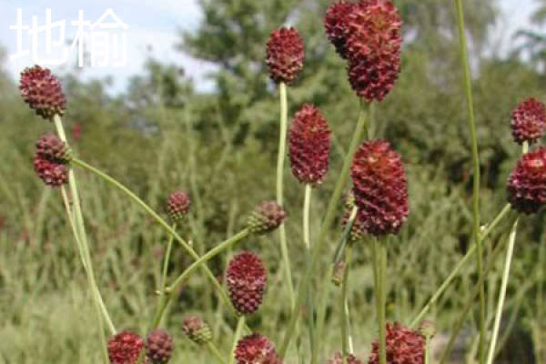 Sanguisorba