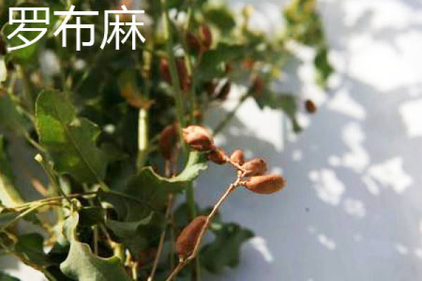 Apocynum venetum seed