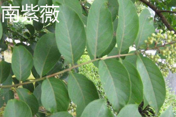 Lagerstroemia indica
