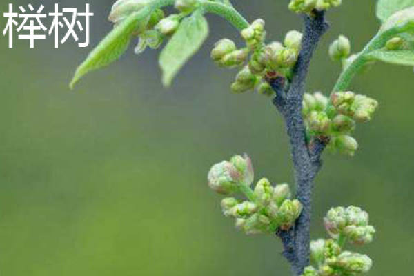 Zelkova fruit