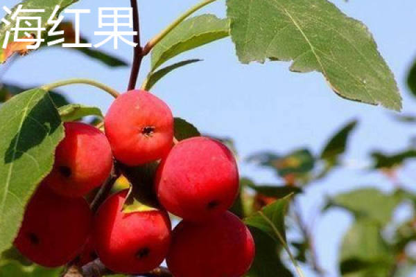 Sea Red Fruit
