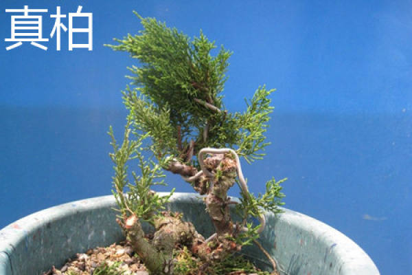 true cypress leaf