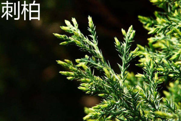true cypress leaf