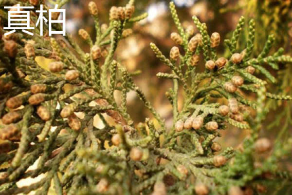 true cypress leaf