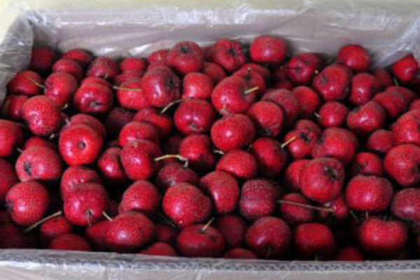 Hawthorn