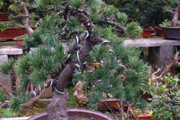Five-needle pine bonsai