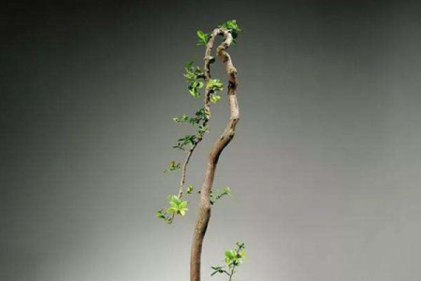 golden leaf five needle pine