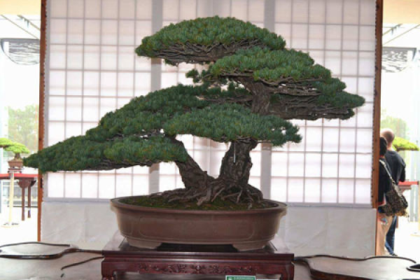 golden leaf five needle pine