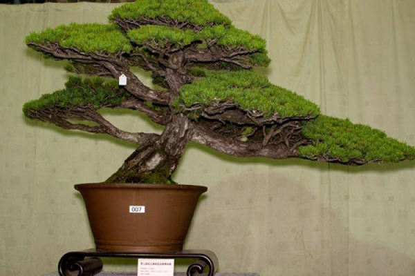Five-needle pine with golden leaf