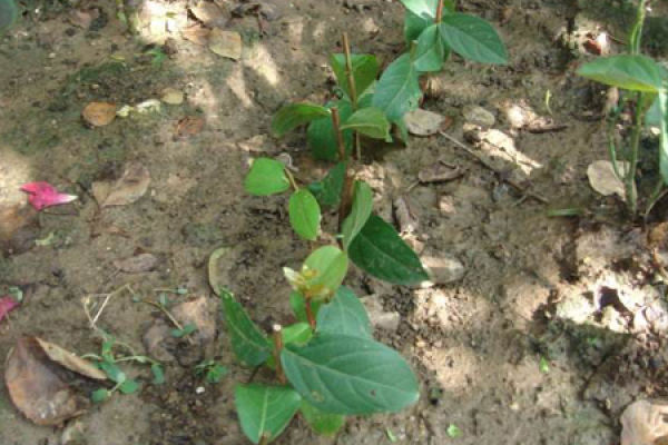 Lagerstroemia indica