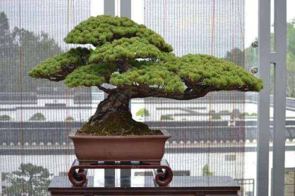 golden leaf five needle pine