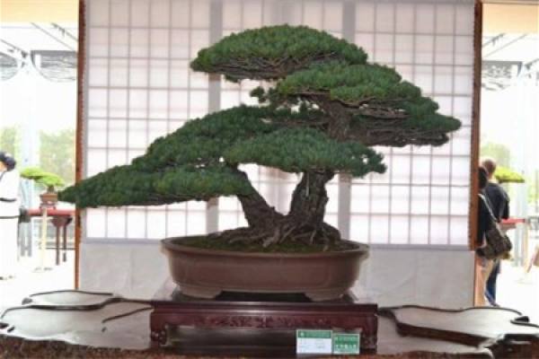 Five-needle pine with golden leaf