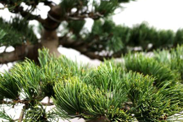 Osaka pine