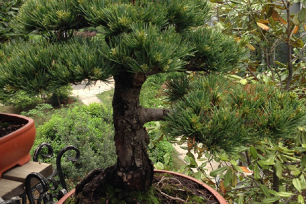 Osaka pine